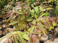 Toona sinensis Cedrówka C3/60-80cm *T72