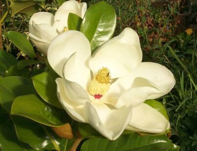 Magnolia grandiflora FRANCOIS TREYVE Zimozielona wielkokwiatowa C5/80cm *K12