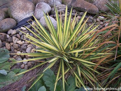 Yucca filamentosa GOLDEN SWORD Juka /C5 *K14