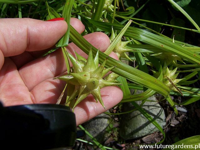 Turzyca Graya Carex grayi /C3 *P26