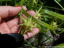 Turzyca Graya Carex grayi /C3 *P26
