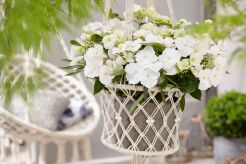 Hortensja RUNAWAY BRIDE® Snow White Hydrangea macrophylla /C5 *K8