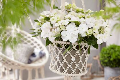Hortensja RUNAWAY BRIDE® Snow White Hydrangea macrophylla /C5 *25T