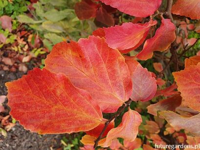 Parocja kolumnowa PERSIAN SPIRE ‘JLPN01’PBR Parrotia persica C3/30-40cm *K6