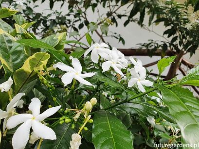 Jaśmin gwiazdkowy Trachelospermum jasminoides C2/20-40cm *K11