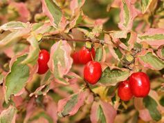 Dereń jadalny TRICOLOR Cornus mas C2/30-50cm *K9