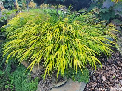 Hakonechloa macra ALL GOLD /C2 *K9