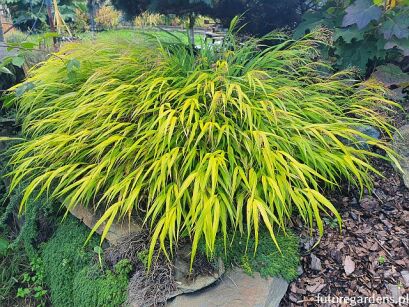 Hakonechloa macra ALL GOLD /C2 *T67