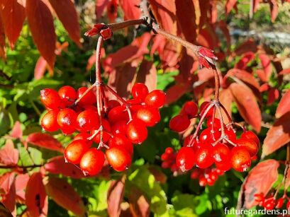 Kalina herbaciana Viburnum setigerum C2(C5)/50cm *K18