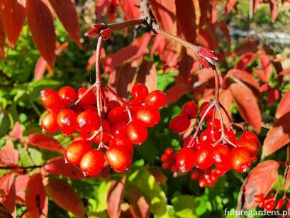 Kalina herbaciana Viburnum setigerum C2/50cm *K15