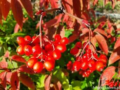 Kalina herbaciana Viburnum setigerum C2/50cm *K15