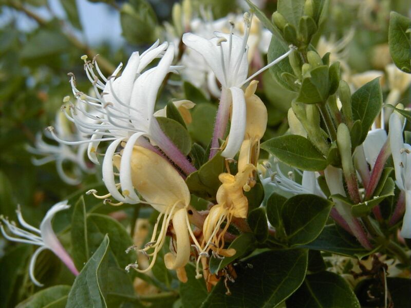 Zimozielony Wiciokrzew zaostrzony Lonicera acuminata C2/60-80cm *29T