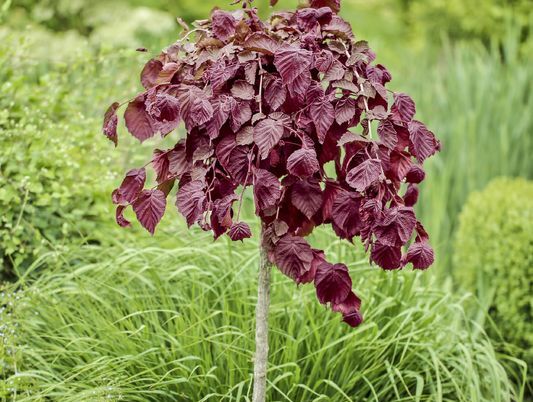 Leszczyna pospolita PURPLE UMBRELLA 'JM 251' PBR Corylus avellana C5/1,4-1,6m *6