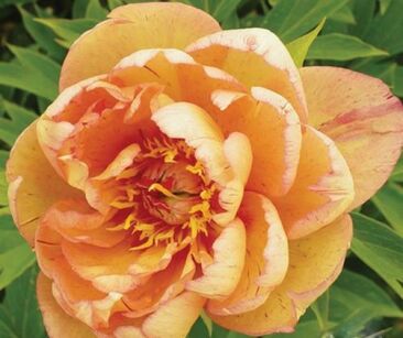 Piwonia ITOH 'ORANGE' Paeonia ITOH  