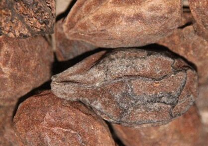 Orzech szary Juglans cinerea C3/30-40cm *T8