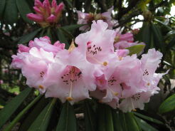 Rhododendron calophytum C3/30cm