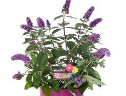 Buddleja PURPLE SPLENDOR 'Hinebud2' /C2