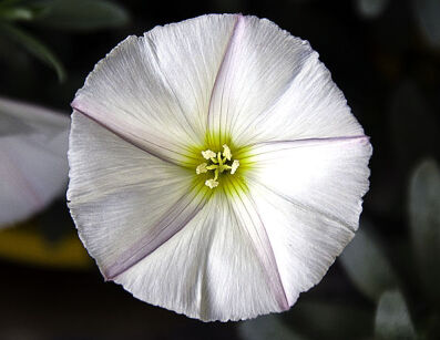 Convolvulus cneorum WHITE PASSION /C3 *G