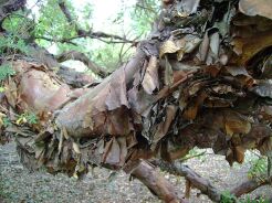 Polylepis australis C10/60cm *K15