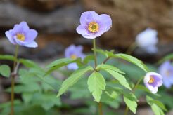 Zawilec gajowy ROBINSONIANA Anemone nemorosa /P9 *K25
