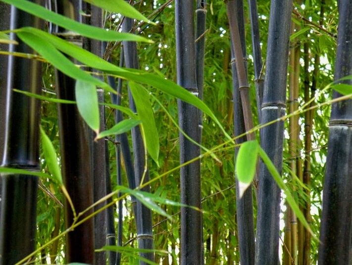 Bambus czarny Phyllostachys nigra Black bamboo C7,5/1,5m