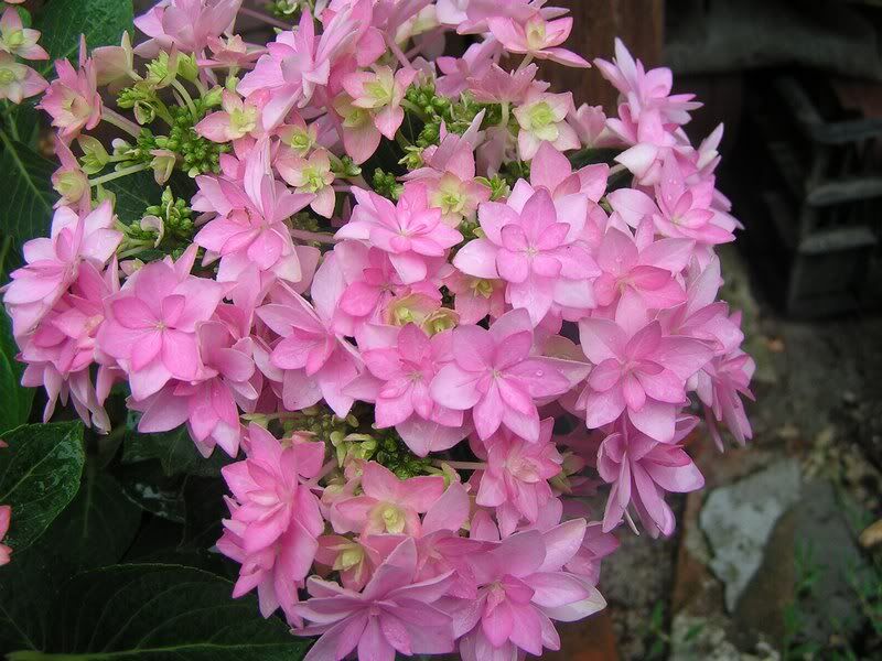 Hortensja ogrodowa z serii You & Me LOVE® Hydrangea macrophylla /C10