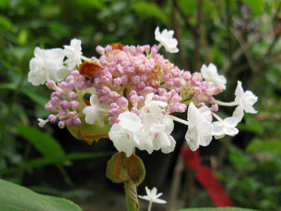 Hortensja otulona PLENA Hydrangea involucrata C2/10cm *K9