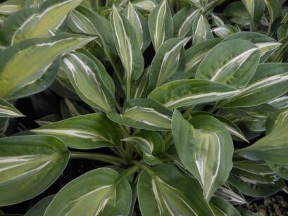 Hosta SNAKE EYES Funkia /C1