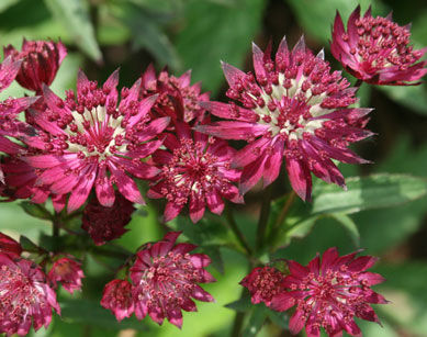 Jarzmianka większa RUBY WEDDING Astrantia major /P9 *K7