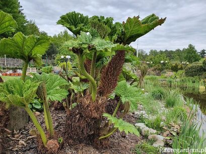 Gunera olbrzymia Gunnera manicata /C30