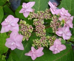 Hortensja ogrodowa 'Izu-no-hana' Hydrangea macrophylla /C2 *K11