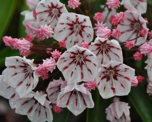 Kalmia szerokolistna PEPPERMINT Kalmia latifolia C4/30-40cm