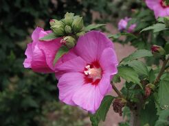 HIBISCUS syriacus WOODBRIDGE na PNIU Ketmia syryjska C6/Pa90(130)cm *6