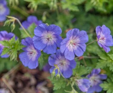 Geranium himalayense BABY BLUE syn.G.grandiflorum Bodziszek himalajski /P9 *K7