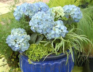 Hortensja ogrodowa MINI PENNY® Hydrangea macrophylla /P12