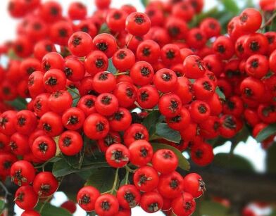 Ognik szkarłatny RED CUSHION Pyracantha coccinea P15/40-50cm