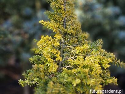 Choina kanadyjska EVERITT GOLDEN Tsuga canadensis C7,5/50cm *K4