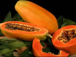 Papaja in. Melonowiec Carica papaya - 10 szt. nasion