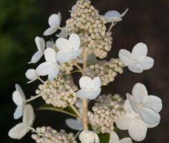 Hortensja bukietowa PRIM'WHITE ® 'Dolprim' Hydrangea paniculata 
