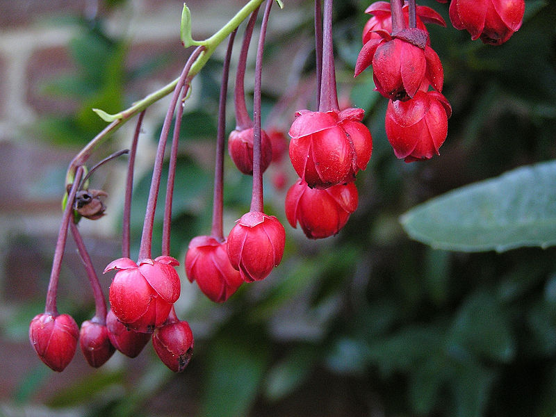 Berberidopsis corallina C7/60-80cm *GD