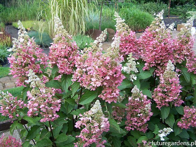 Hortensja bukietowa BABY LACE® PIIHP-1 Hydrangea paniculata /C5 *17