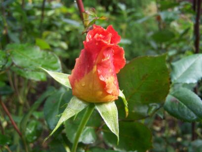 Róża herbatnia MONICA