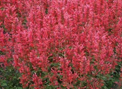 Kłosowiec KUDOS CORAL Agastache x hybride /C2 *44T
