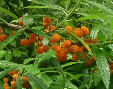 Debregeasia edulis ELITE C3/1,2-1,4m *K8