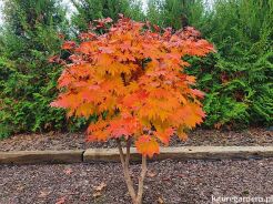 Klon japoński ACONITIFOLIUM Acer japonicum C4/60-80cm *T27-28