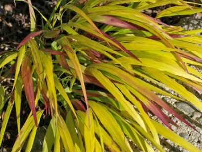 Hakonechloa macra SunFlare™ /C2 *T59