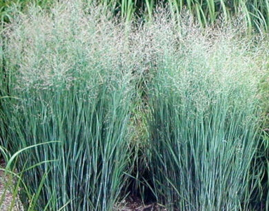 Proso rózgowate PRAIRIE SKY Panicum virgatum /C2 *26