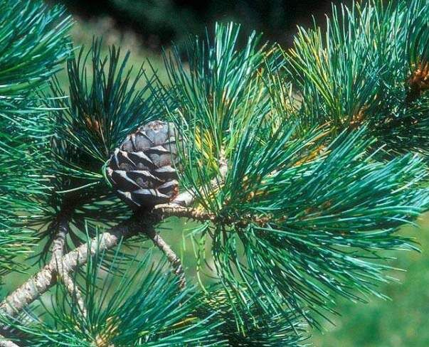 Sosna limba Pinus cembra C5/40-60cm *4K