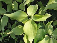 Dereń kousa WEISSE FONTAINE 6-letni Cornus kousa C7,5/80-120cm *TL