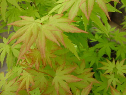 Klon palmowy ORANGE DREAM Acer palmatum